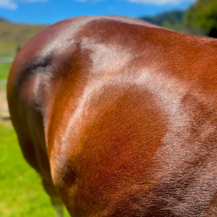 Eco Horse Glow Shine Spray